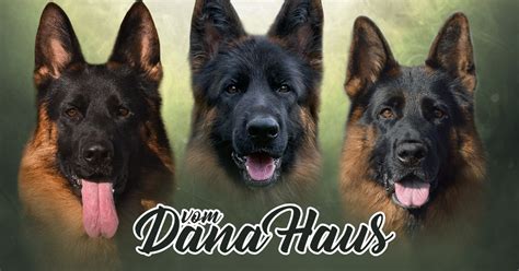 VOM DANA HAUS GERMAN SHEPHERDS