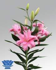 VWS Flowerbulbs Lilium / Lily bulbs Double Lilium Diantha