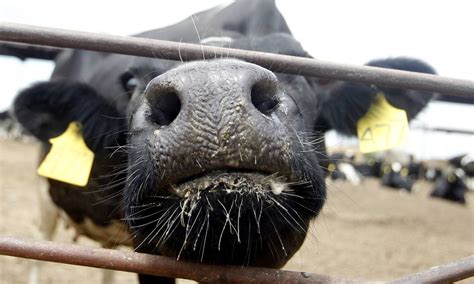 Vaca é geneticamente modificada para produzir leite ... - Extra