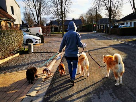 Vacances Canines, Namur – Pensions pour chiens & chats Bouge