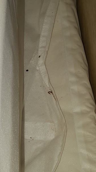 Sep 27, 2023 · Creekstone Inn Pigeon Forge Bed Bugs: Protecting