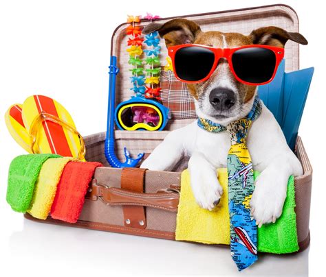 Vacation with dogs. Jul 7, 2016 ... Your pet's regular diet · Food and water bowls · Bottled water · Regular medications · Flea, tick and heartworm preventives ·... 