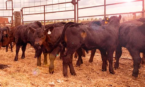 Vaccinating Early-Weaned Beef Calves