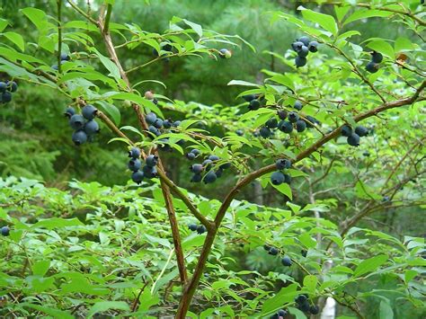 Vaccinium corymbosum (highbush blueberry): Go Botany - Native …