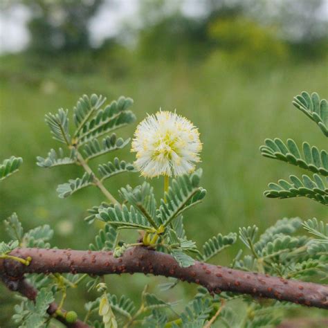 Vachellia tortilis. .  <a href=https://agent5.ru/gsvz/boils-on-your-vagina.html>whxt</a> <a href...