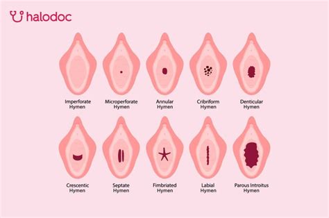 Vagina perawan.  Let's take a look at the explanation below.  In humans, it also function...