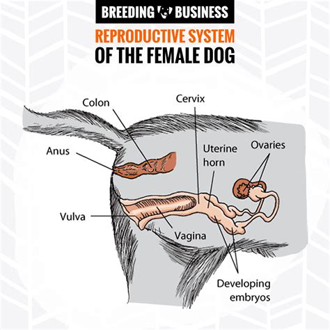 If your dog does exhibit symptoms, they may include: Discharge from the vulva (typically cloudy and white to yellow in color) Licking the vulva. Attraction of males. Frequent urination/attempted urination. Irritation of the skin around the vulva (from excessive licking) Dogs with vaginitis typically do not appear sick and will appear playful ...