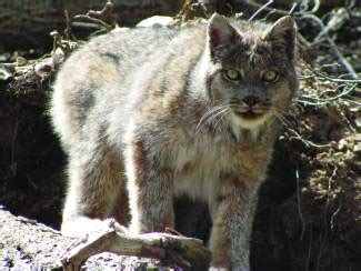 Vail Resorts, enviro group compromise on Breckenridge lynx habitat ...