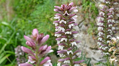 😈 Val.Acanthus Leaked PORN
