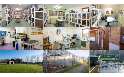 Vale Wildlife Hospital & Rehabilitation Centre - Facebook