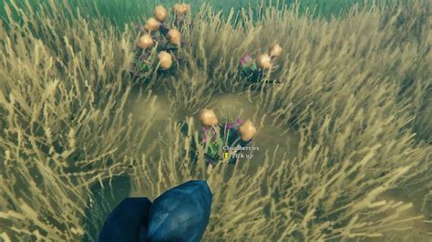 Valheim cloudberries. Valheim is a brutal exploration and survival game for solo play or 2-10 (Co-op PvE) players, set in a procedurally-generated purgatory inspired by viking culture. It's available in Steam Early Access, developed by Iron Gate and published by Coffee Stain. 