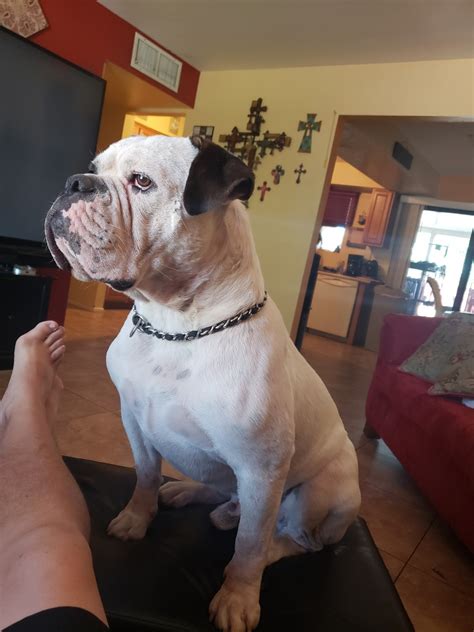 Valley Bulldog Puppies For Sale