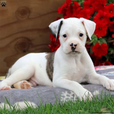 Valley Bulldog Puppies For Sale California