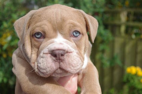 Valley Bulldog Puppies For Sale In Va