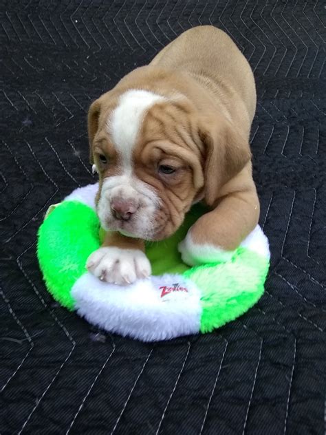 Valley Bulldog Puppies For Sale Nc