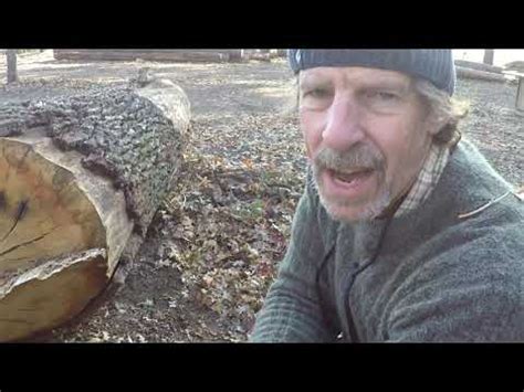 Valley Oak Ring Count at Nelson