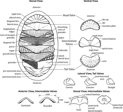 Valve structure and growth in the chiton - Cambridge Core