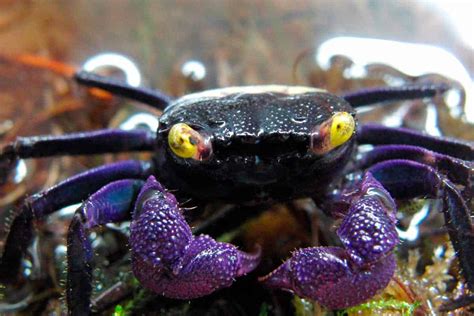 Vampire crab. Things To Know About Vampire crab. 