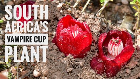 Vampire cup vine. In this episode we examine a couple dozen plants of the South African Cape region North of Cape Town. Among them, the parasitic Vampire Cup, Cytinus sanguine... 