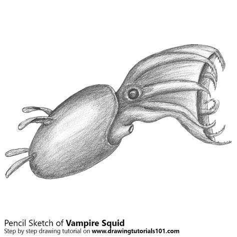 Vampire squid Pencil Drawing How to Sketch Vampire squid using