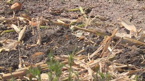 Vandals cut up plants at Lakewood victory garden