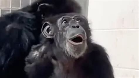 Vanilla chimpanzee. Things To Know About Vanilla chimpanzee. 