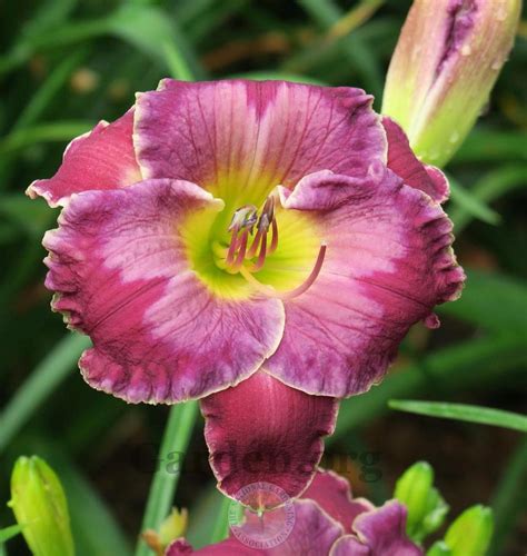 Vanishing Mist - GETTYSBURG DAYLILIES