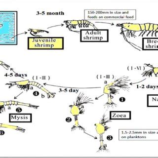 Vannemia Leaks XxX 😈 174 Photos