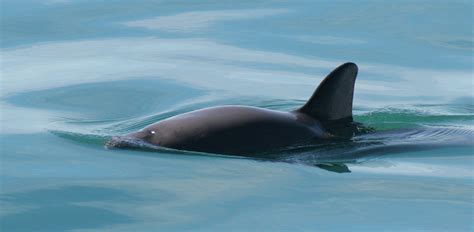 Vaquita porpoises [IMAGE] EurekAlert! Science News Releases