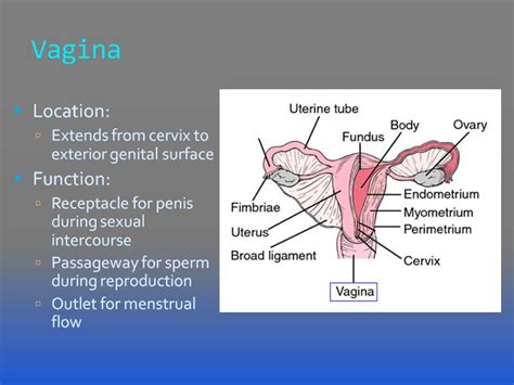 Vargina sucking. This can cause some vaginal bleeding and pain. But, there are plenty of ways to avoid this: go slow, involve lots of foreplay, grab some lube, and communicate. 7. After you’ve “lost” your virginity, sex is no big deal. American culture’s obsession with virginity implies that after that first time, sex is no big deal. 