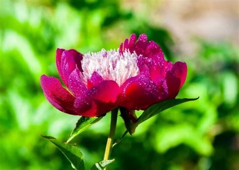 Variétés de pivoines et leurs types: photos, description et noms …