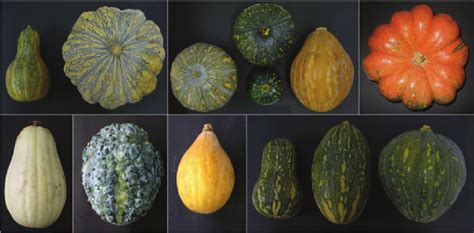 Variability sample observed in Cucurbita spp. and Lagenaria sp.