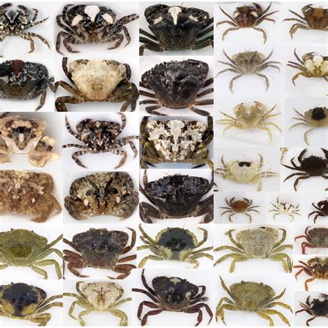 Variation in the colors and patterns of crabs. Shore crabs are highly