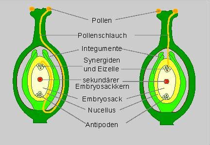Variationen im bau des pollenkornes der angiospermen. - 2005 2006 chrysler 300 300c workshop service repair manual.