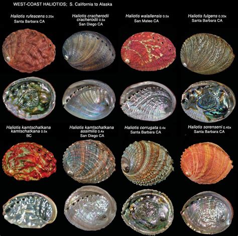 Variations Between Abalone & Paua - Nature ScienceBriefss.com