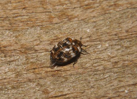 Varied carpet beetle. Varied carpet beetle: As adults, varied carpet beetles are approximately 1/10 of an inch in length. Their wing covers are black and have irregular patterns of brown, dark yellow, orange and white scales. As mentioned, the larvae are covered in tufts of hair of alternating light brown and dark brown stripes that plume when disturbed. 