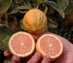 Variegated Pink Fleshed Eureka lemon Givaudan Citrus Variety ...