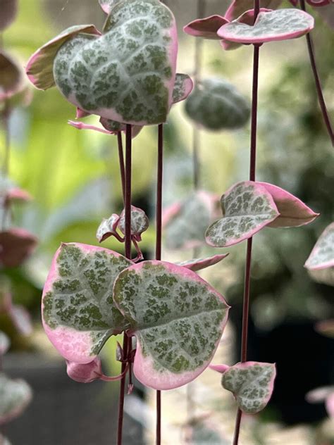 Variegated String Of Hearts Care, Tips & Propagation 3 Ways!