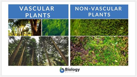 Vascular And Nonvascular