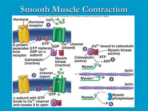 Vascular Smooth Muscle Contraction and Relaxation