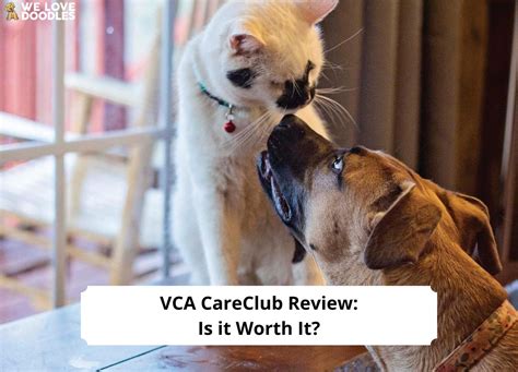 2. VCA Animal Hospitals. VCA Animal Hospitals, with more than 925 locations, offers VCA CareClub, an affordable year-long plan that provides essential preventive care and allows payments to be spread out over time. They also accept CareCredit, a healthcare credit card you can use to cover the cost of your pet’s …. 