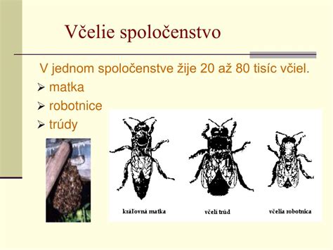 Vcielia Onlyfans Leaked 🍌 [PPV]