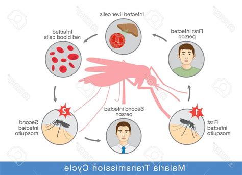Vector Of Infection