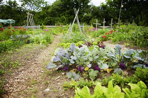 Veg gardening. Dec 28, 2023 · Normally, an SFG garden is made of multiple 4 x 4 foot “boxes” (deeply-raised beds) that can be densely planted for multiple harvests. A lattice is laid across the top to separate each square foot. By getting rid of traditional rows, you will do less weeding, too. SFG is an especially helpful method for beginner gardeners. 