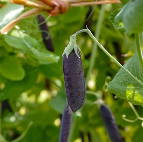 Vegetable Pea Purple Mangetout Snow Pea Shiraz 40 Premium