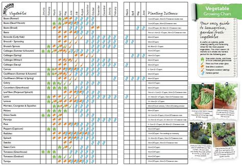 Vegetables at a Glance A Picture Guide