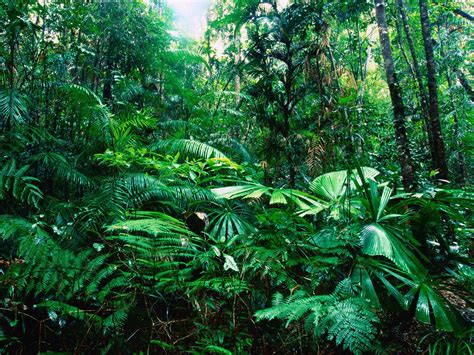 Jun 11, 2019 · Plant Adaptations in the Tropical Rainforest. Tropical rainforests are warm and humid year-around. Tropical rainforests receive 80 to 400 inches of rain a year, which can lead to bacteria and fungi growth, soil erosion, nutrient leaching and poor soil quality. Large canopy plants can block sunlight to the forest floor while those canopy plants ... . 