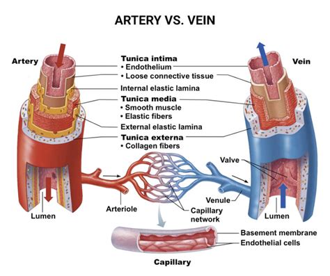 Veign vs. Vein - What