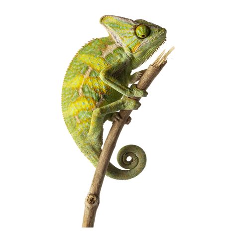 Veiled Chameleon for Sale - Live Pet Reptiles PetSmart