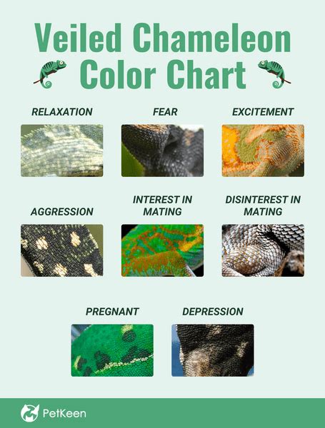 Veiled chameleon color meanings. Things To Know About Veiled chameleon color meanings. 